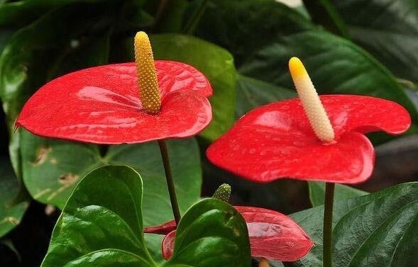 紅掌花